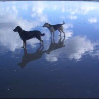 Amroth dog-friendly beach and walk - out of season, Wales - Dog walks in Wales