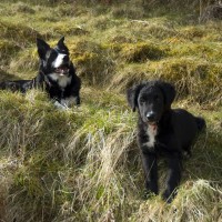 A82 dog-friendly pub and dog walk near Loch Ness, Scotland - Dog walks in Scotland