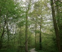 Lotherton Hall dog walk, West Yorkshire - Dog walks in Yorkshire