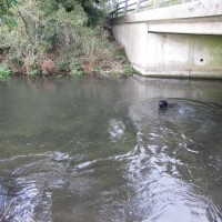 Newbury Creek dog walk, Berkshire - Berkshire dog walk