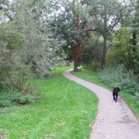 Newbury Creek dog walk, Berkshire - Berkshire dog walk
