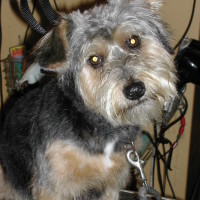 GRRRoomers. Dog grooming by Ali, Norfolk - Image 1