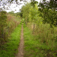 Oxclose Woods dog walk, Nottinghamshire - Dog walks in Nottinghamshire