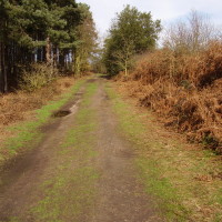Oxclose Woods dog walk, Nottinghamshire - Dog walks in Nottinghamshire