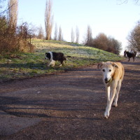 Trent Meadows dog walk, Nottinghamshire - Dog walks in Nottinghamshire