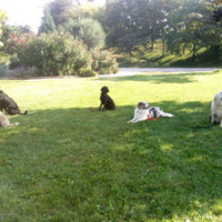 Dog walk at the Parc Jean Perdrix, Valence, France - Image 2