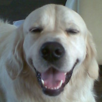 Chores for PAWS - pet sitting, Kent - Image 3