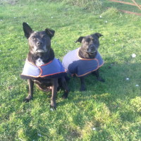 Chores for PAWS - pet sitting, Kent - Image 2