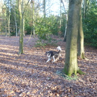 Hay Wood dog walk, Warwickshire - Dog walks in Warwickshire