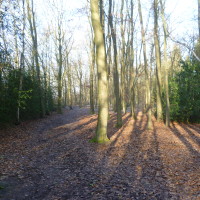 Hay Wood dog walk, Warwickshire - Dog walks in Warwickshire