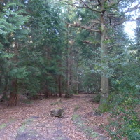 Hay Wood dog walk, Warwickshire - Dog walks in Warwickshire