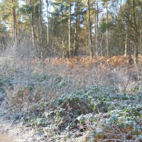 Hay Wood dog walk, Warwickshire - Dog walks in Warwickshire