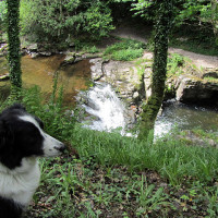 Lyn Valley dog walk, North Devon - Dog walks in Devon