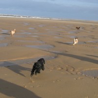 Holkham dog-friendly beach, Norfolk - Dog walks in Norfolk