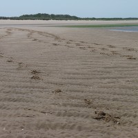 Holkham dog-friendly beach, Norfolk - Dog walks in Norfolk