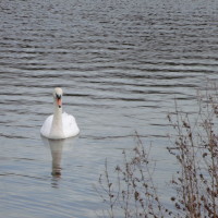 Hardwick Hall dog walks, County Durham - Dog walks in County Durham
