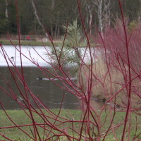 Hardwick Hall dog walks, County Durham - Dog walks in County Durham