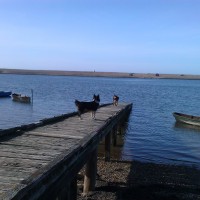 The Fleet dog walk near Weymouth, Dorset - Dog walks in Dorset