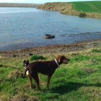 The Fleet dog walk near Weymouth, Dorset - Dog walks in Dorset