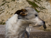 Branscombe dog-friendly beach and dog walk, Devon - Dog walks in Devon