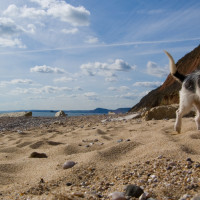 Branscombe dog-friendly beach and dog walk, Devon - Dog walks in Devon