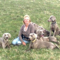 Animalantix - K 9 hotel and educations - Image 1