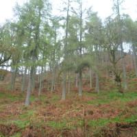 Loch Lomond dog walk at Balmaha, Scotland - Dog walks in Scotland