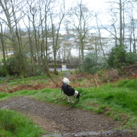 Loch Lomond dog walk at Balmaha, Scotland - Dog walks in Scotland