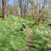 Lerags dog walk near Oban, Scotland - Dog walks in Scotland