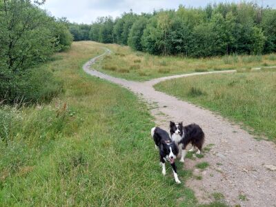 Doe Hill Country Park, Derbyshire - Driving with Dogs