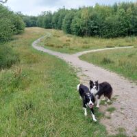 Doe Hill Country Park, Derbyshire - Dog walk in Derbyshire