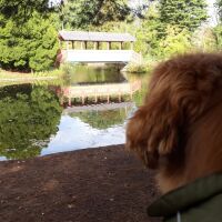 Birkenhead Park dog walks, Merseyside - 20221021_120517.jpg