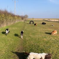 1-Acre Private Dog Walking Paddock, Lincolnshire - 8E8F329C-F624-42F3-A9A3-7E5C108E30D4_1_201_a.jpeg