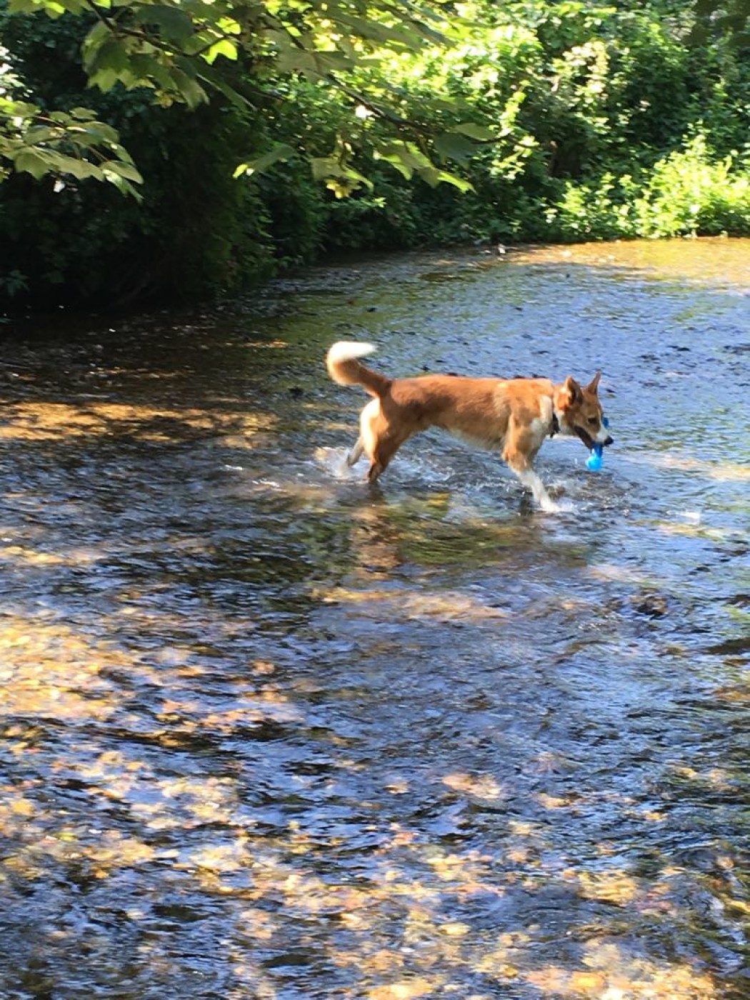 Dog walk by River Darent from Horton Kirby to Farningham The Lion Pub