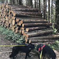 Setmurthy Woods/Watch Hill dog walk, Cumbria - set1.jpg