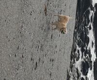 Portwrinkle Beach - dog-friendly, Cornwall - 20191015_110904.jpg