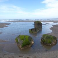 Reighton Sands dog-friendly beach, North Yorkshire - Yorkshire dog-friendly beaches and dog walks