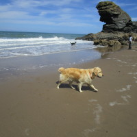 Coast path and dog-friendly pub on the beach, Wales - Dog walks in Wales