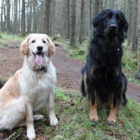 A93 dog walk at Crathes Castle, Scotland - Dog walks in Scotland