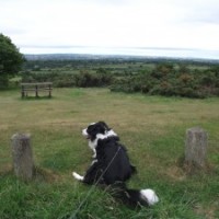 Barr Beacon dog walk near Walsall, West Midlands - Dog walks in the West Midlands