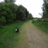 Barr Beacon dog walk near Walsall, West Midlands - Dog walks in the West Midlands