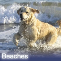 Folkestone Warren dog-friendly beach, Kent - Dog walks in Kent