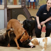 My Pet Stop, Tingley, West Yorkshire - Image 1