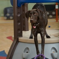 My Pet Stop, Tingley, West Yorkshire - Image 2