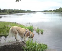 Lough Lannagh dog walk, RoI - Dog walks in Ireland