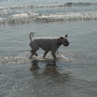Aberdovey dog-friendly beach, Wales - Dog walks in Wales
