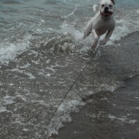 Aberdovey dog-friendly beach, Wales - Dog walks in Wales