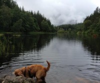 A82 dog walk near Glencoe, Scotland - Dog walks in Scotland