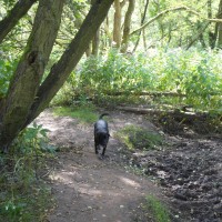 M6 Jct 28 Cuerden Valley dog walks, Lancashire - Dog walks in Lancashire