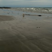 Ballyhalbert dog-friendly beach, NI - Dog walk in Northern Ireland